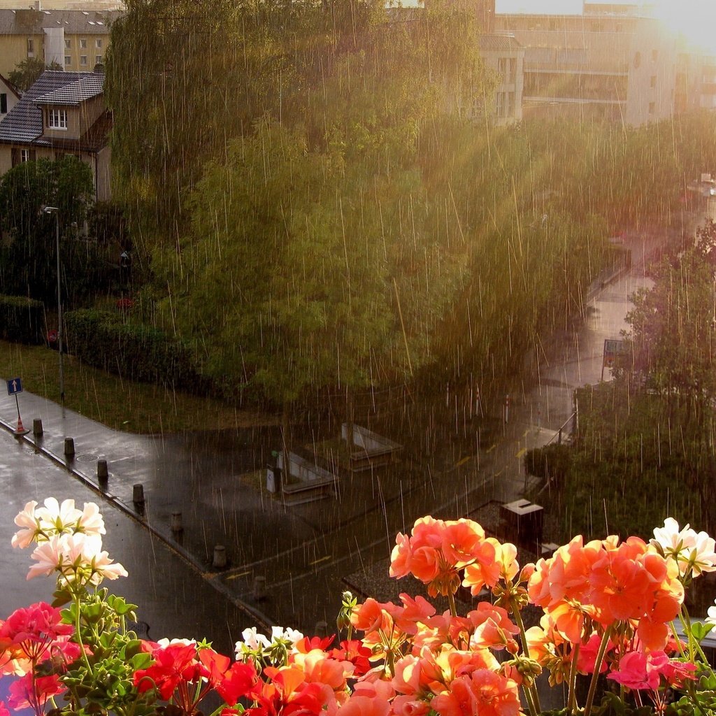 Обои цветы, улица, дождь, окно, flowers, street, rain, window разрешение 2560x1600 Загрузить