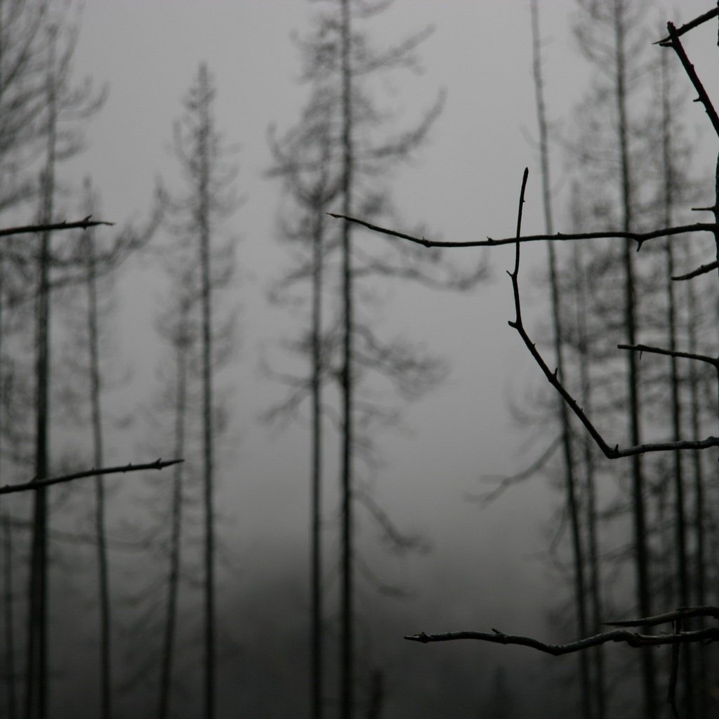 Обои деревья, туман, ветки, vetki, derevya, tuman, trees, fog, branches разрешение 1920x1440 Загрузить