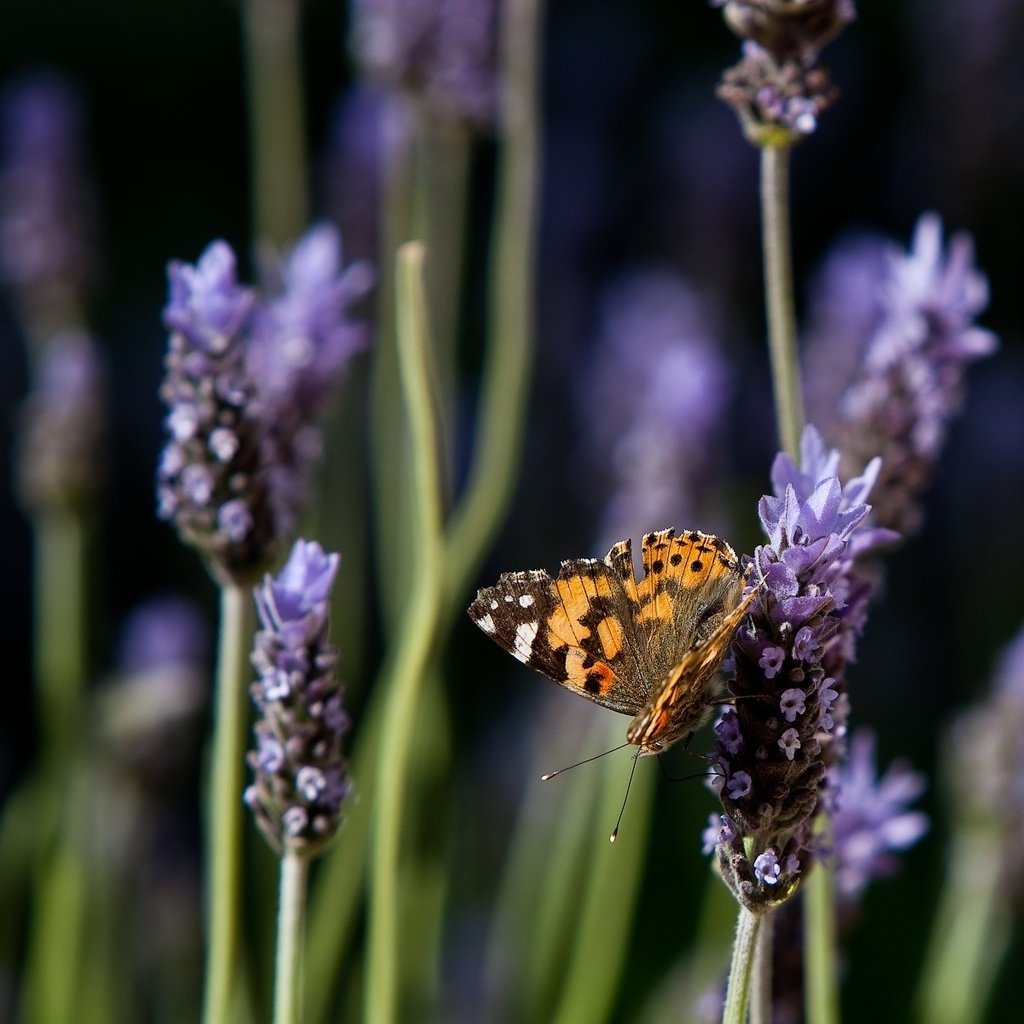 Обои цветы, природа, лаванда, бабочка, flowers, nature, lavender, butterfly разрешение 1920x1200 Загрузить