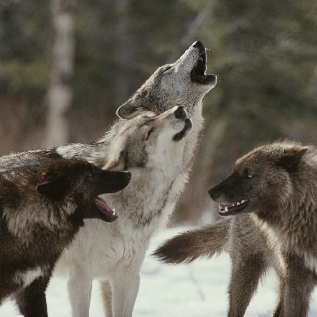 Обои хищник, волки, стая, воют, волк, predator, wolves, pack, howl, wolf разрешение 2548x1700 Загрузить