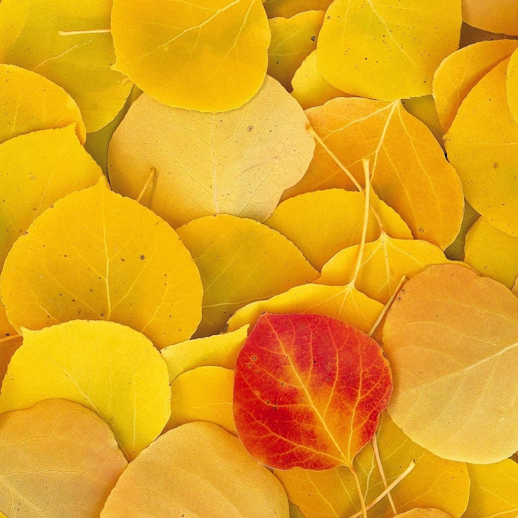 Обои листья, осень, желтые, leaves, autumn, yellow разрешение 1999x1333 Загрузить