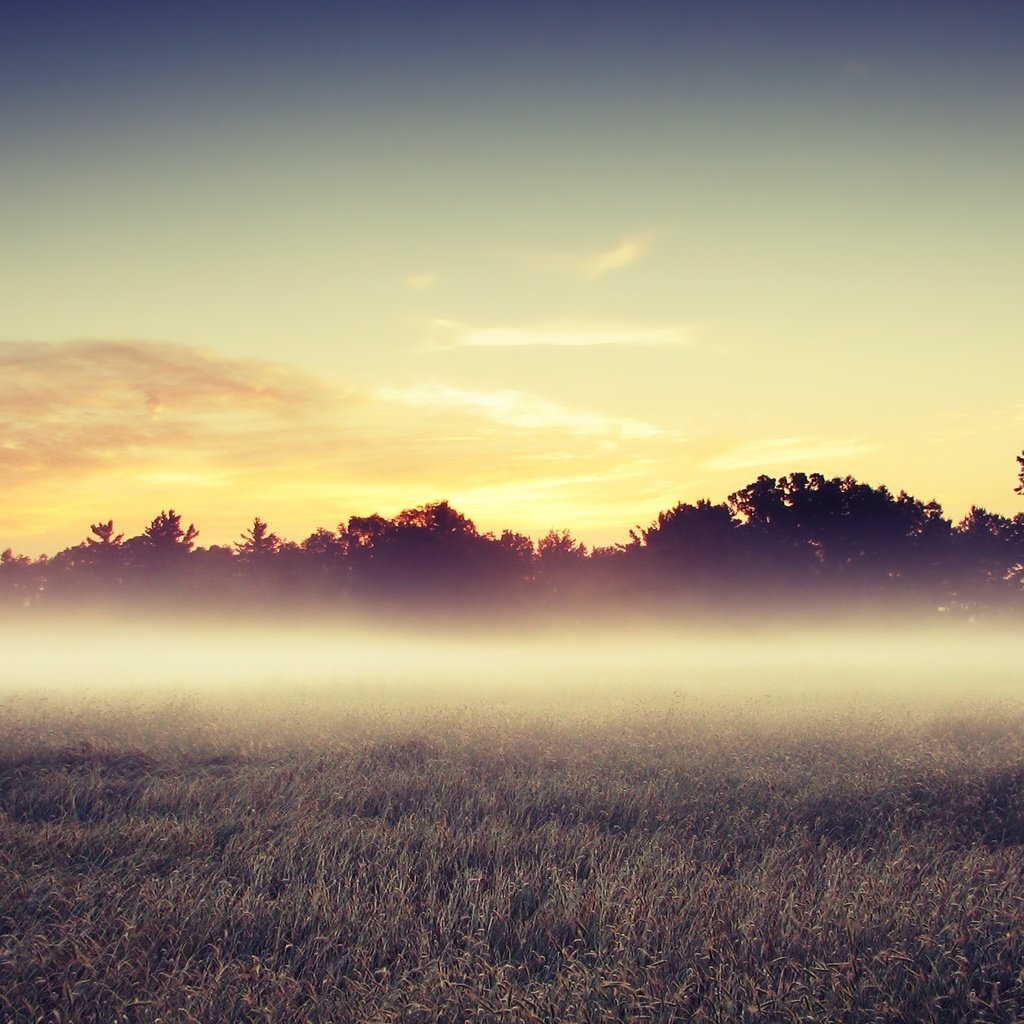 Обои деревья, утро, поле, trees, morning, field разрешение 2560x1600 Загрузить