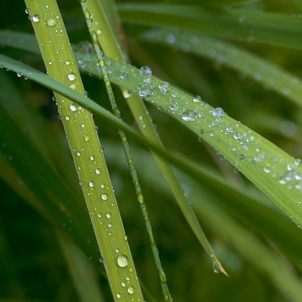 Обои трава, макро, роса, капли, капельки, десктоп, зеленые листья, grass, macro, rosa, drops, droplets, desktop, green leaves разрешение 1920x1080 Загрузить