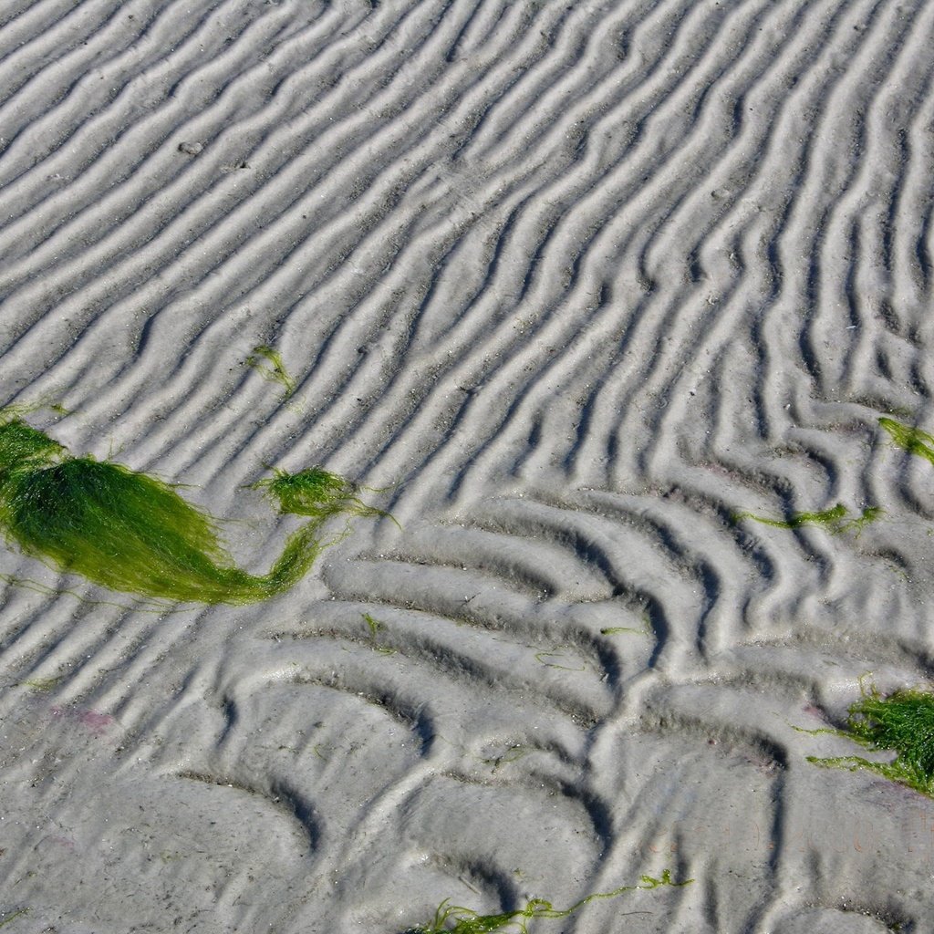 Обои линии, песок, водоросли, line, sand, algae разрешение 1920x1440 Загрузить