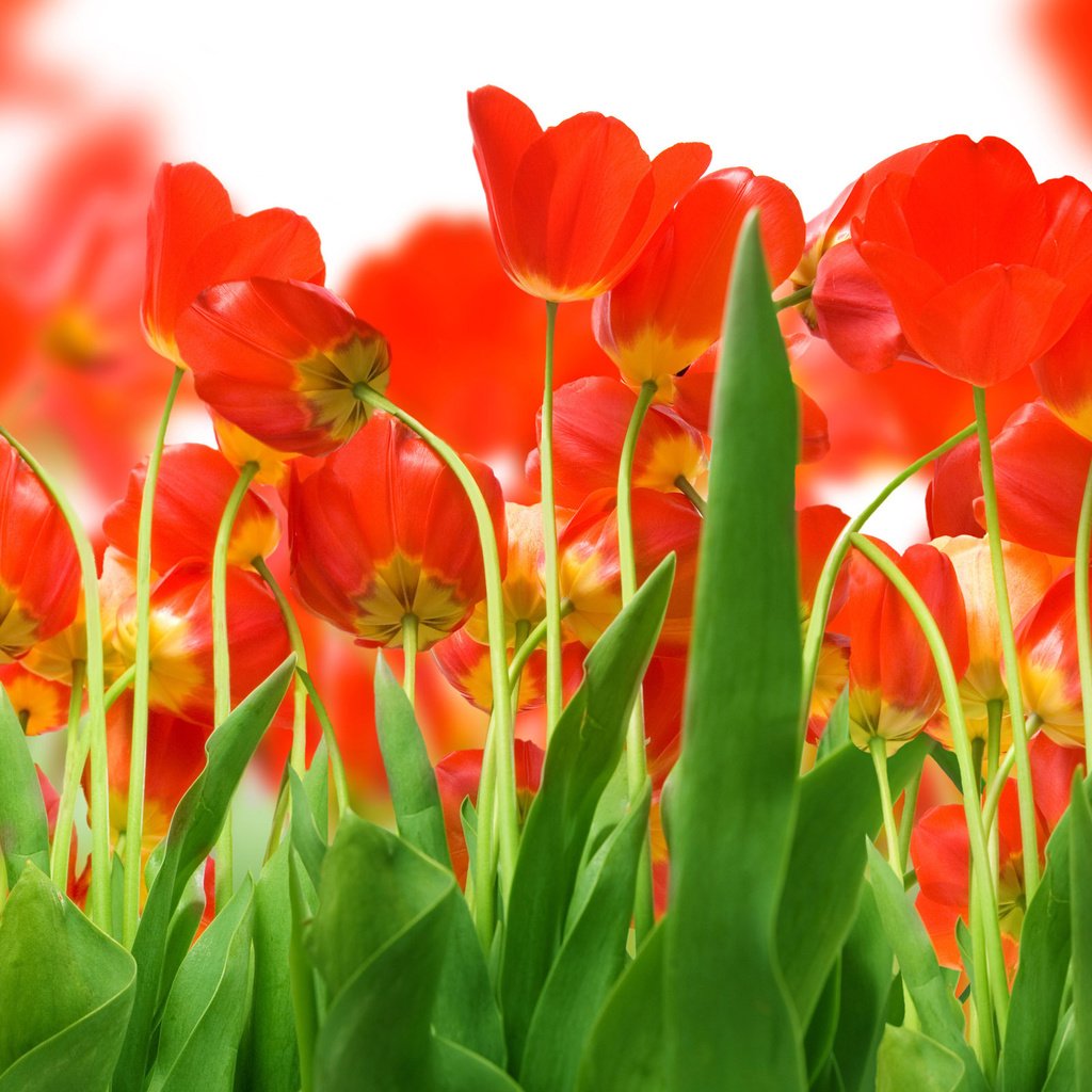 Обои зелень, поле, красных, тюльпанов, greens, field, red, tulips разрешение 2560x1600 Загрузить