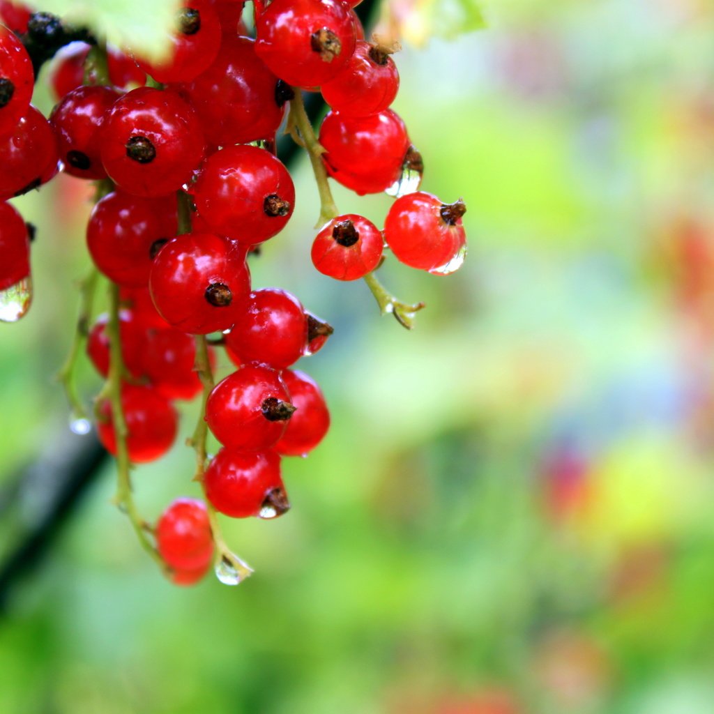 Обои капли, ягоды, красное, красная смородина, росса, смородина, drops, berries, red, red currant, ross, currants разрешение 4752x3168 Загрузить