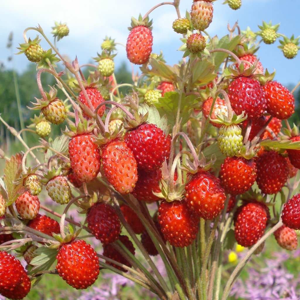 Обои обои, ягоды, букетик, земляника, wallpaper, berries, a bunch, strawberries разрешение 2048x1536 Загрузить