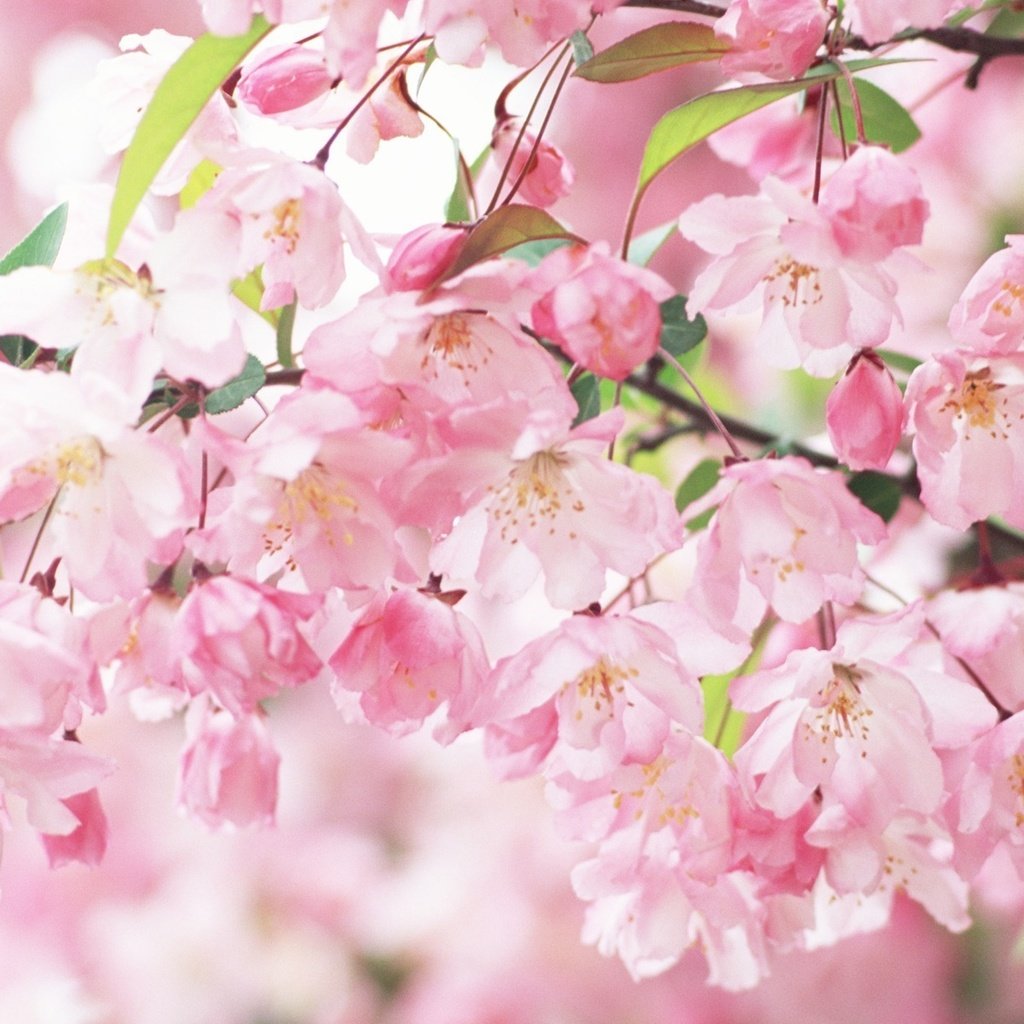 Обои цветение, ветви, лепестки, весна, розовые, сакура, flowering, branch, petals, spring, pink, sakura разрешение 1920x1200 Загрузить