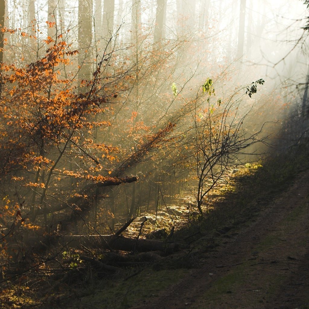 Обои дорога, солнечные лучи, деревья, вечер, лес, утро, осень, красота, дымка, road, the sun's rays, trees, the evening, forest, morning, autumn, beauty, haze разрешение 1920x1200 Загрузить