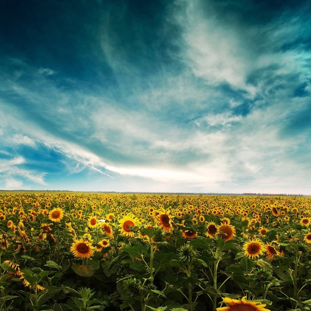 Обои небо, облака, поле, подсолнухи, the sky, clouds, field, sunflowers разрешение 1920x1200 Загрузить