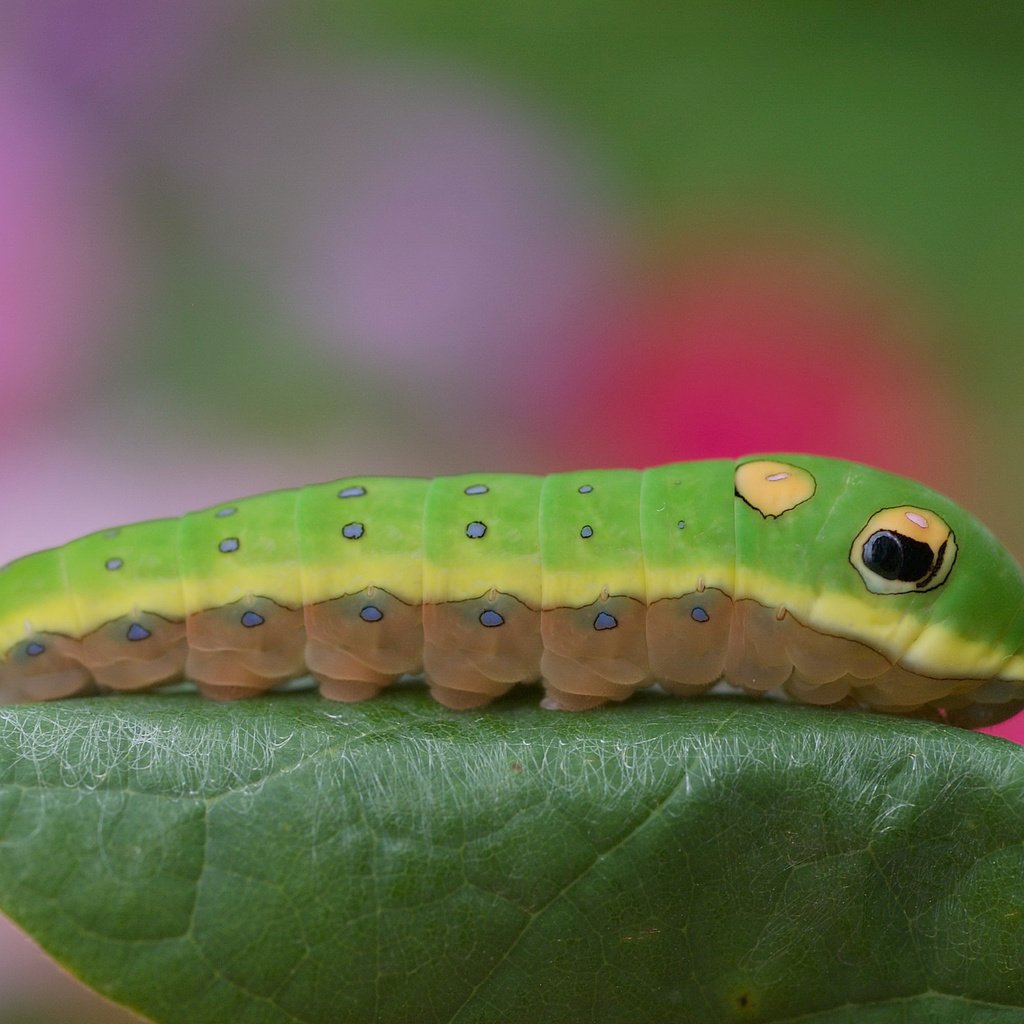Обои листик, гусеница, цветная, leaf, caterpillar, color разрешение 3008x2000 Загрузить