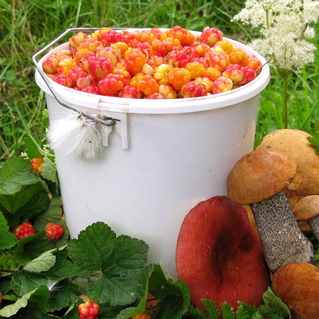 Обои лето, грибы, ягоды, урожай, морошка, подосиновик, сыроежки, summer, mushrooms, berries, harvest, cloudberry, boletus, russula разрешение 2560x1600 Загрузить