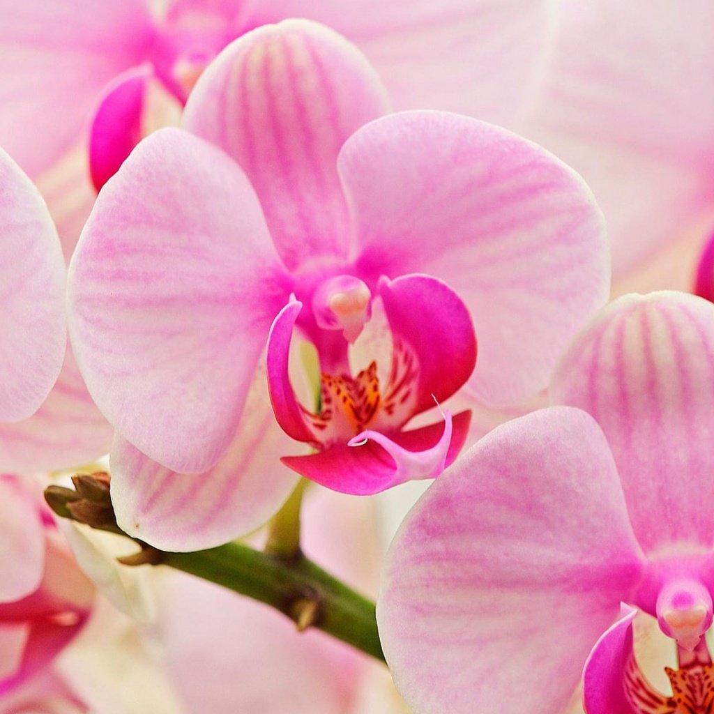 Обои цветок, букет, розовый, орхидея, flower, bouquet, pink, orchid разрешение 2560x1600 Загрузить