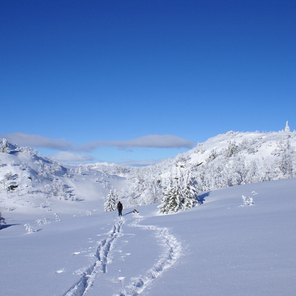 Обои солнце, снег, зима, собака, блеск, елочки, лыжник, the sun, snow, winter, dog, shine, christmas trees, skier разрешение 3592x2517 Загрузить