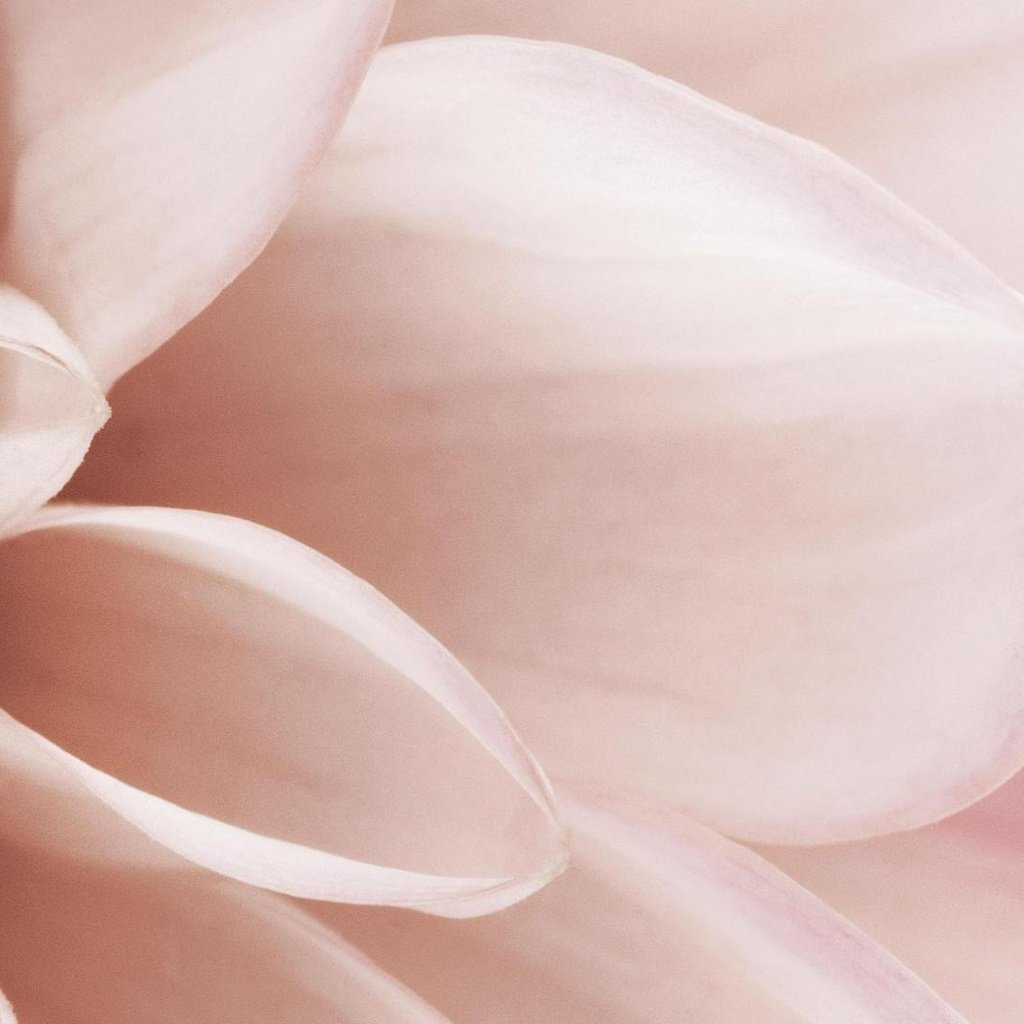 Обои макро, цветок, лепестки, розовый, нежность, macro, flower, petals, pink, tenderness разрешение 1920x1080 Загрузить