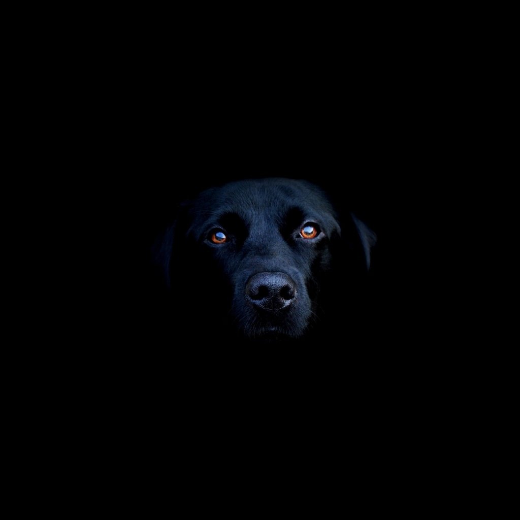 Обои морда, черный, собака, лабрадор, лабрадор-ретривер, face, black, dog, labrador, labrador retriever разрешение 2560x1600 Загрузить