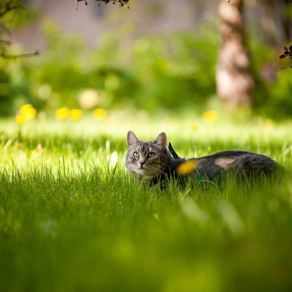 Обои трава, солнце, кот, лето, кошка, grass, the sun, cat, summer разрешение 1920x1200 Загрузить