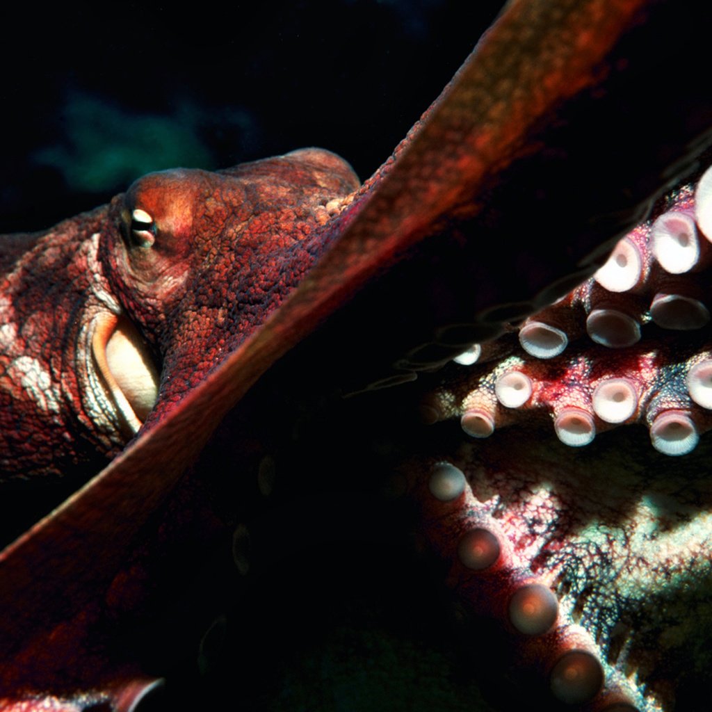 Обои осьминог, океан, глубина, подводный мир, octopus, the ocean, depth, underwater world разрешение 2560x1600 Загрузить