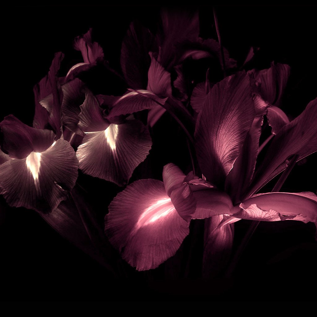 Обои цветы, лепестки, черный фон, ирисы, flowers, petals, black background, irises разрешение 1920x1200 Загрузить