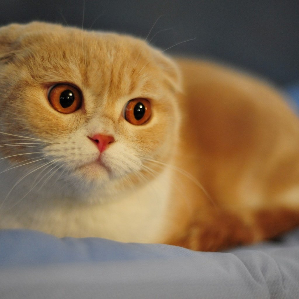 Обои рыжий кот, шотландская вислоухая кошка, red cat, scottish fold cat разрешение 1920x1200 Загрузить