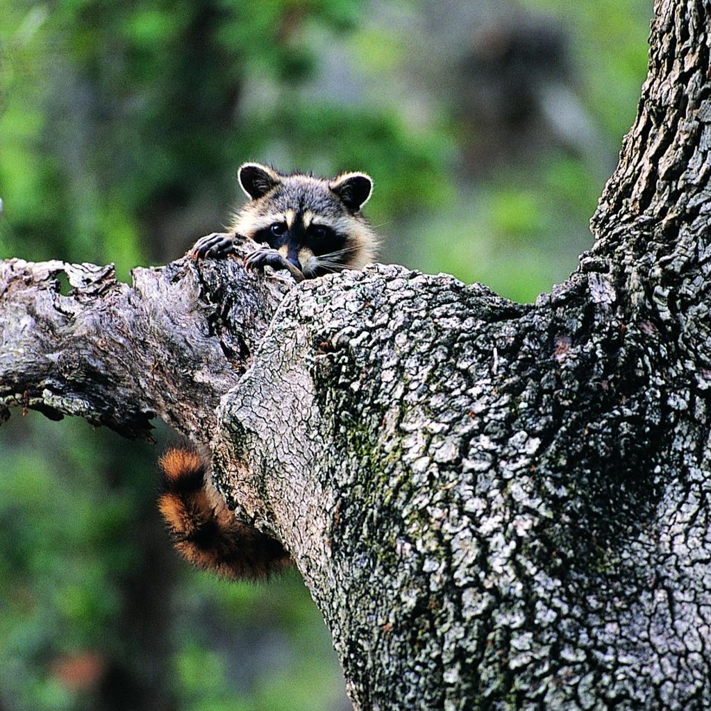 Обои природа, дерево, животные, енот, зелень., nature, tree, animals, raccoon, greens. разрешение 1900x1200 Загрузить