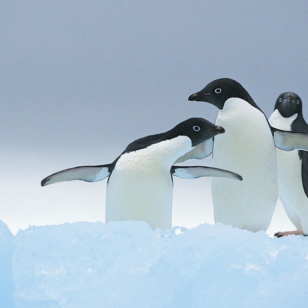 Обои зима, птицы, пингвин, пингвины, winter, birds, penguin, penguins разрешение 1920x1080 Загрузить
