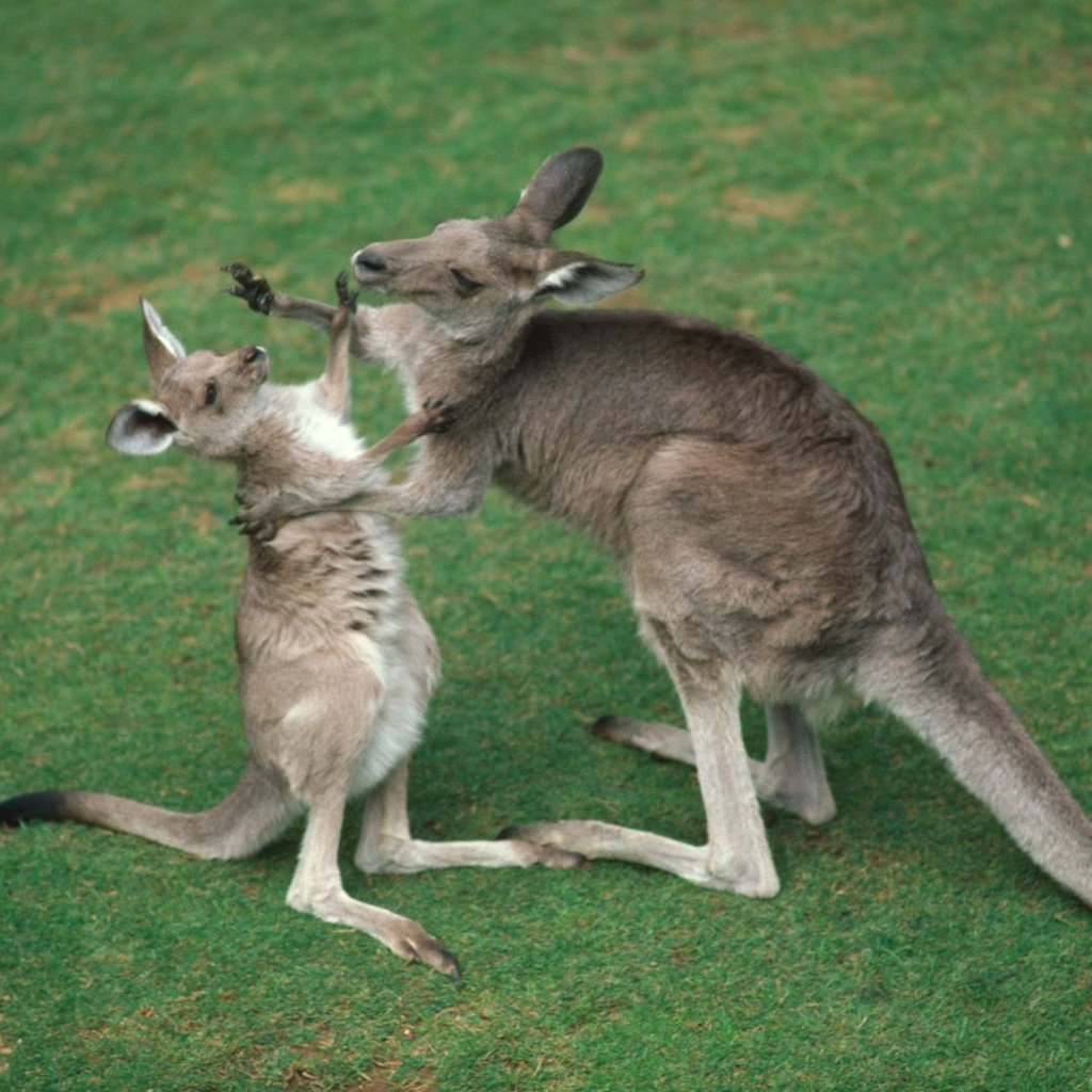 Обои трава, кенгуру, grass, kangaroo разрешение 1920x1440 Загрузить