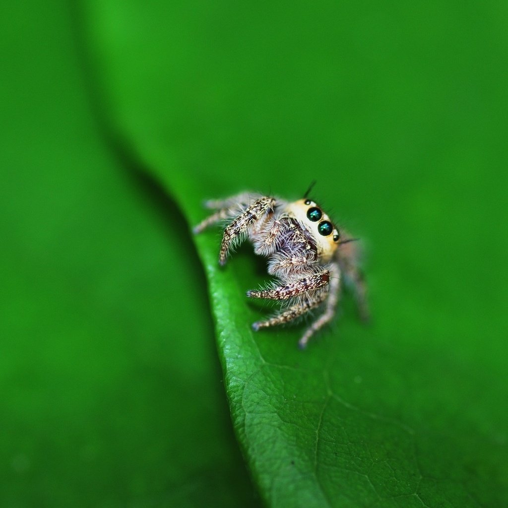 Обои глаза, маленький, лист, насекомые, паук, лапки, паучок, eyes, small, sheet, insects, spider, legs разрешение 1920x1200 Загрузить