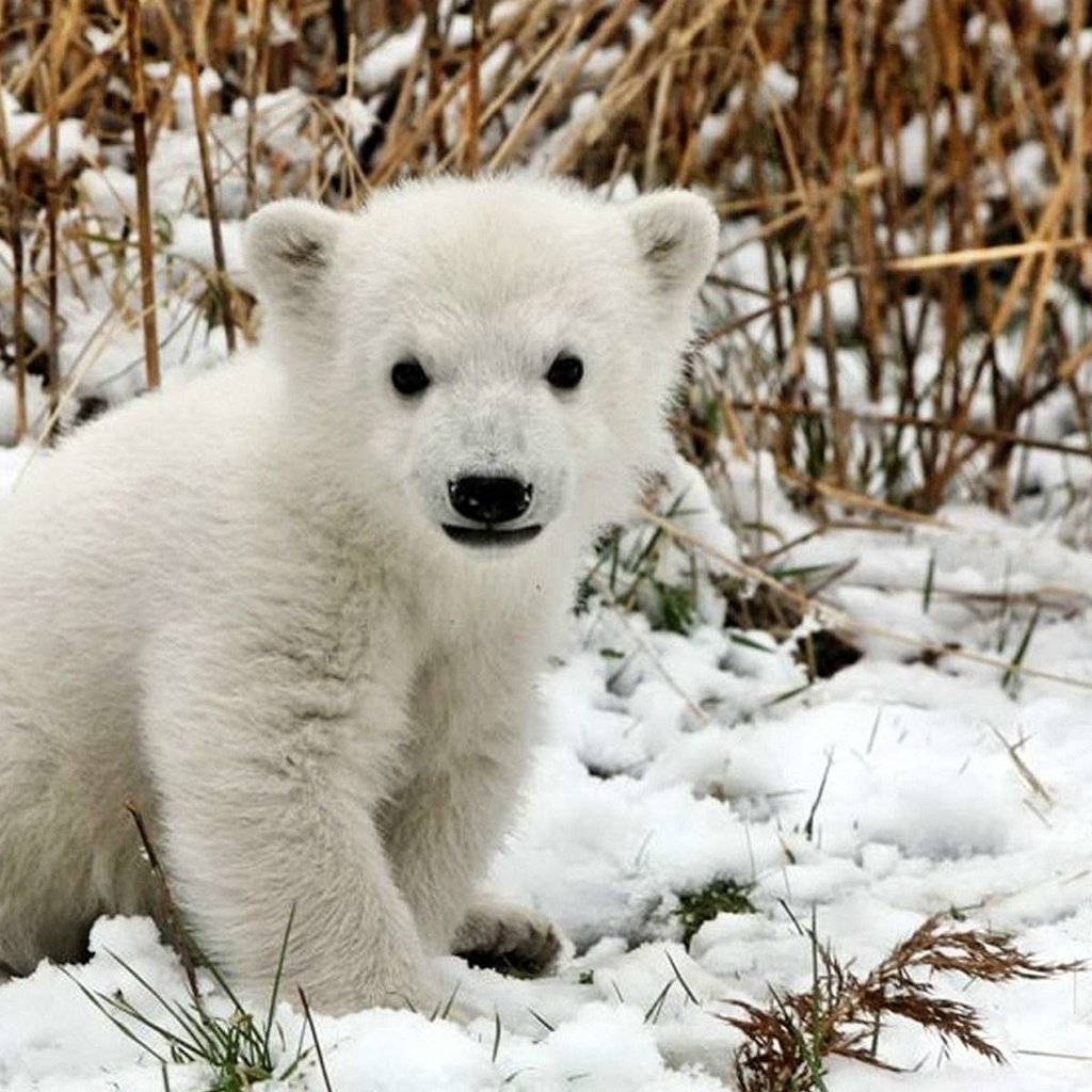 Обои снег, белый, медвежонок, snow, white, bear разрешение 1920x1200 Загрузить