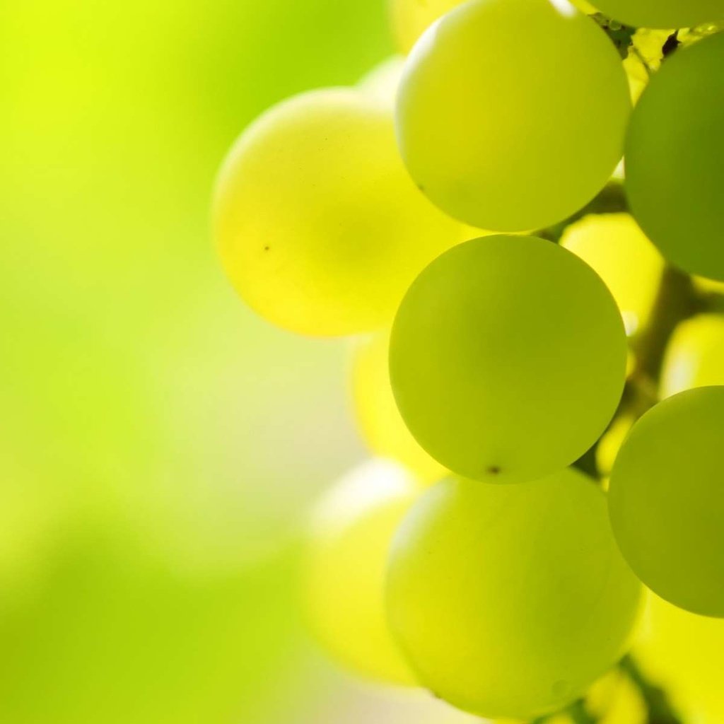 Обои свет, макро, виноград, гроздь, виноградная гроздь, light, macro, grapes, bunch, a bunch of grapes разрешение 1920x1200 Загрузить