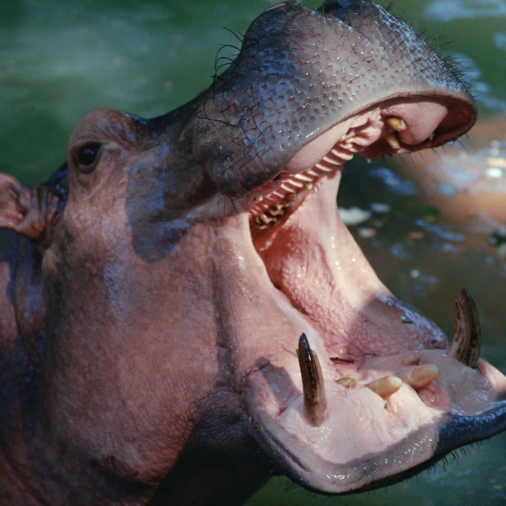 Обои вода, зубы, пасть, бегемот, гиппопотам, water, teeth, mouth, hippo разрешение 3072x2048 Загрузить