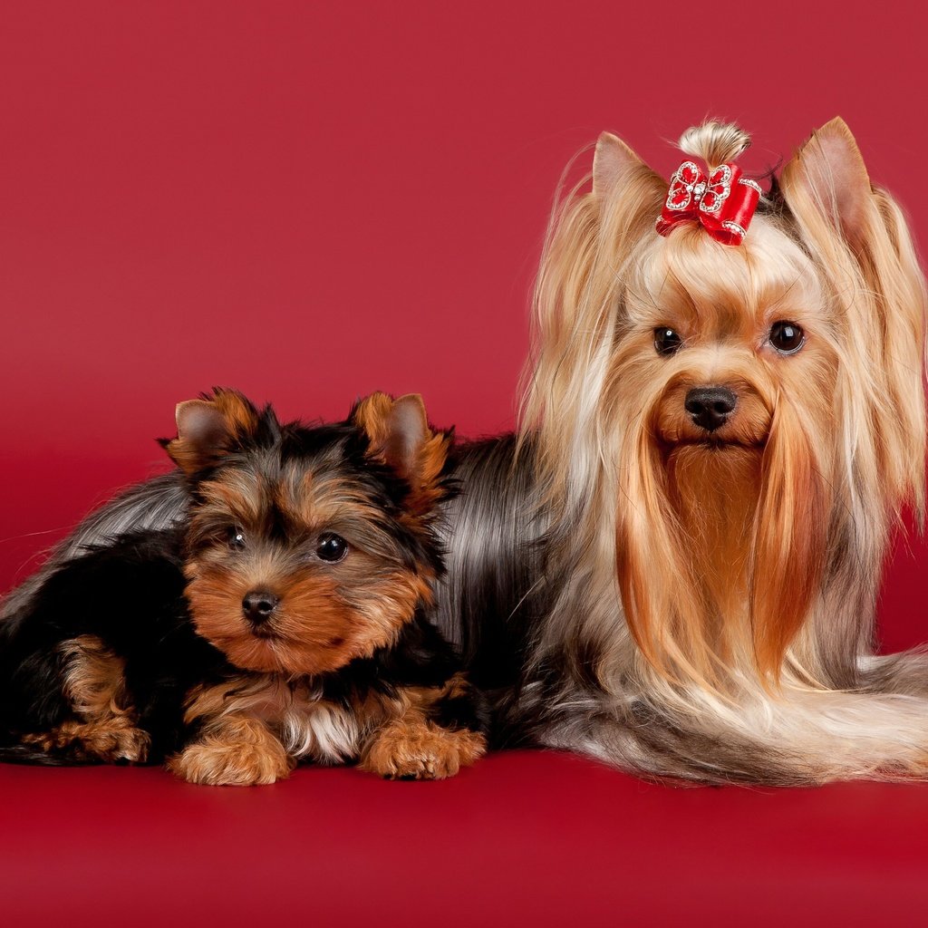 Обои красота, красный фон, собаки, бантик, йоркширский терьер, комнатные собачки, beauty, red background, dogs, bow, yorkshire terrier, lapdog разрешение 5000x3333 Загрузить