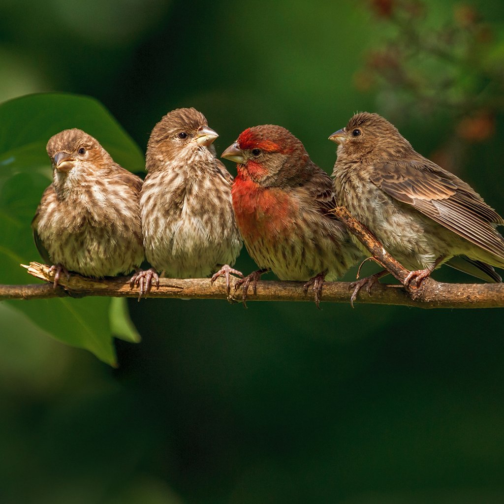 Обои ветка, природа, листья, птицы, птички, зяблики, branch, nature, leaves, birds, finches разрешение 1920x1200 Загрузить