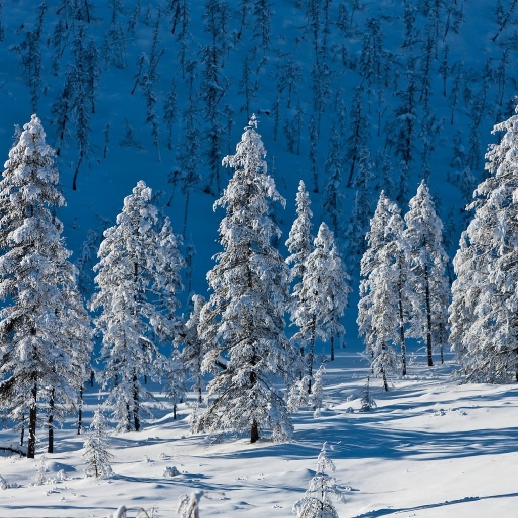 Обои деревья, горы, снег, природа, лес, зима, ели, trees, mountains, snow, nature, forest, winter, ate разрешение 1920x1200 Загрузить