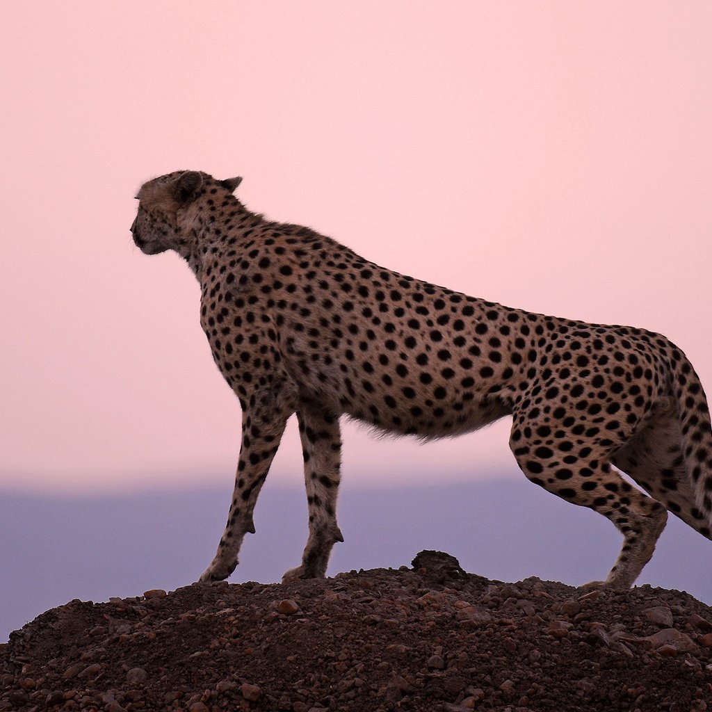 Обои закат, хищник, охотник, гепард, стойка, sunset, predator, hunter, cheetah, stand разрешение 1920x1200 Загрузить