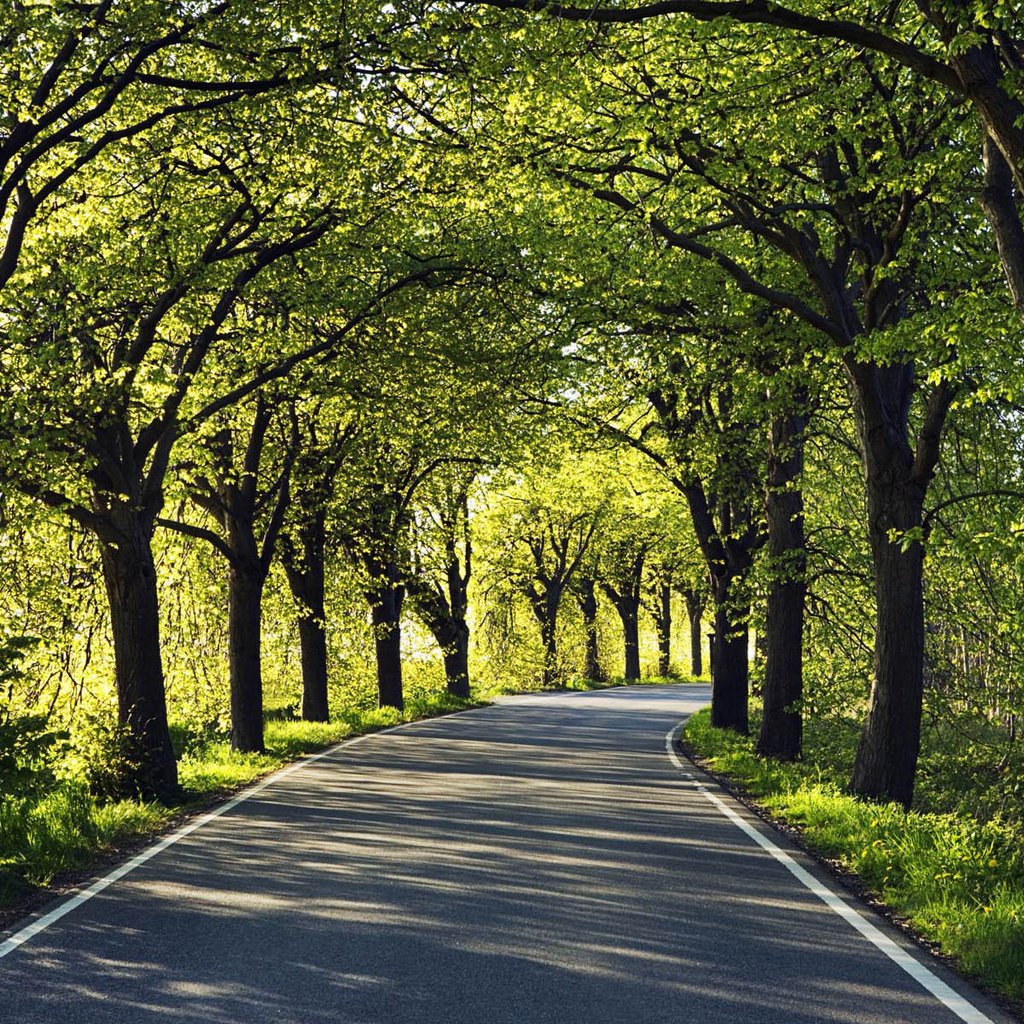 Обои дорога, деревья, асфальт, road, trees, asphalt разрешение 1920x1200 Загрузить