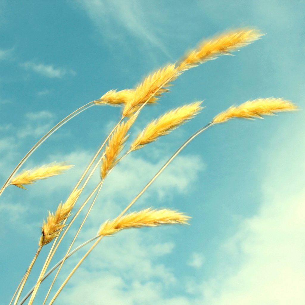 Обои небо, облака, лето, пшеница, колоски, the sky, clouds, summer, wheat, spikelets разрешение 1920x1200 Загрузить