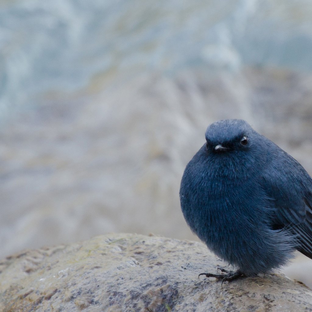 Обои фон, размытость, сидит, камень, птица, черная, background, blur, sitting, stone, bird, black разрешение 1920x1200 Загрузить