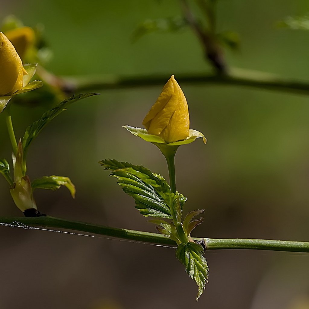 Обои цветы, ветка, бутоны, лето, flowers, branch, buds, summer разрешение 2560x1440 Загрузить