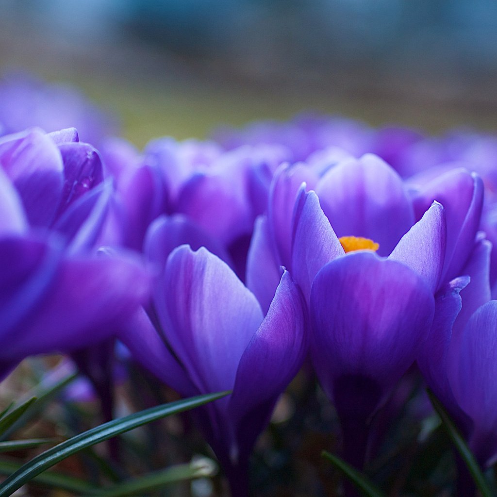 Обои цветы, весна, фиолетовые, крокусы, cvety, krokusy, mnogo, flowers, spring, purple, crocuses, much разрешение 2560x1700 Загрузить