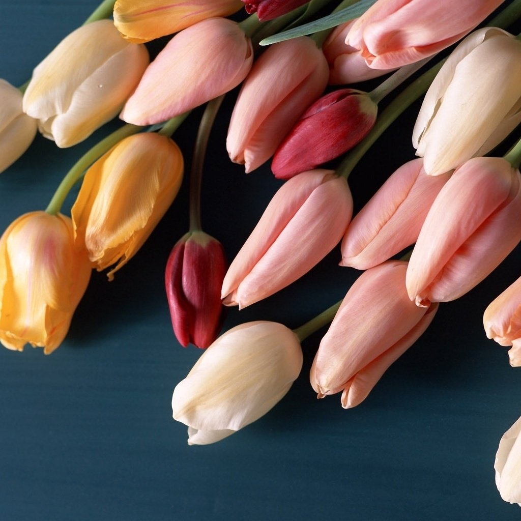 Обои cvety, tyulpany, butony, buket, poverxnos, разнцветные, raznocvetnye разрешение 1920x1200 Загрузить