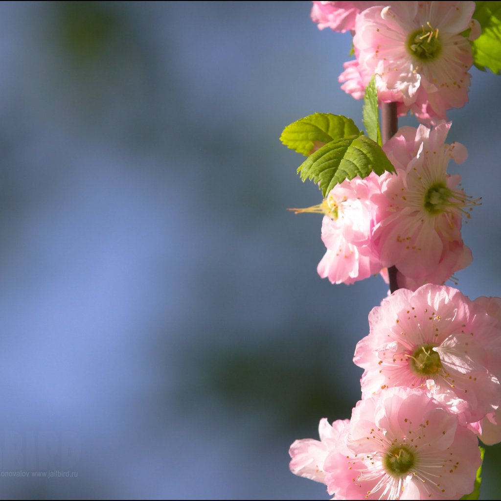 Обои ветка, цветение, весна, сакура, cvety, raznoe, pejzazh, branch, flowering, spring, sakura разрешение 2048x1536 Загрузить