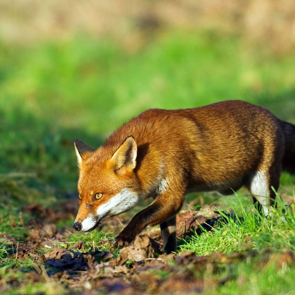 Обои трава, рыжая, лиса, лисица, охота, grass, red, fox, hunting разрешение 1920x1134 Загрузить