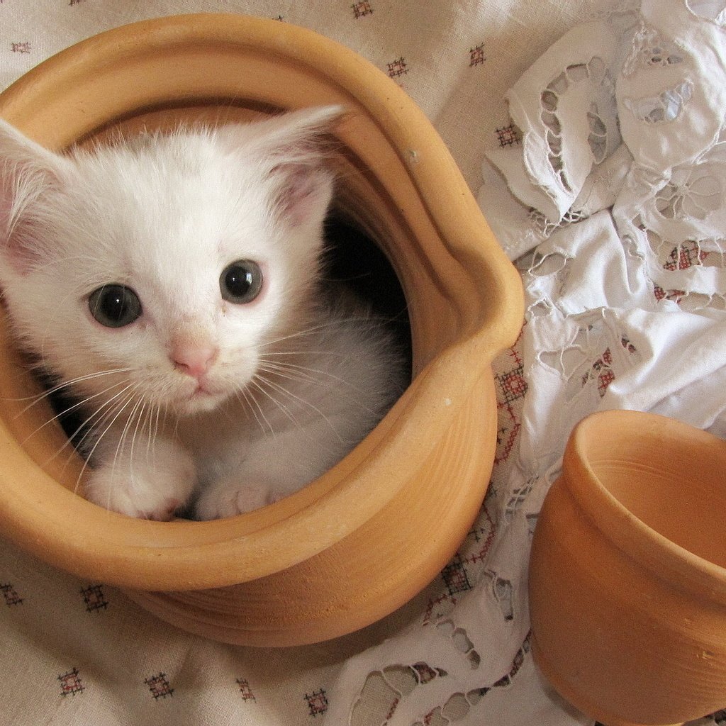 Обои кошка, котенок, белый, чашка, кувшин, скатерть, cat, kitty, white, cup, pitcher, tablecloth разрешение 1920x1200 Загрузить