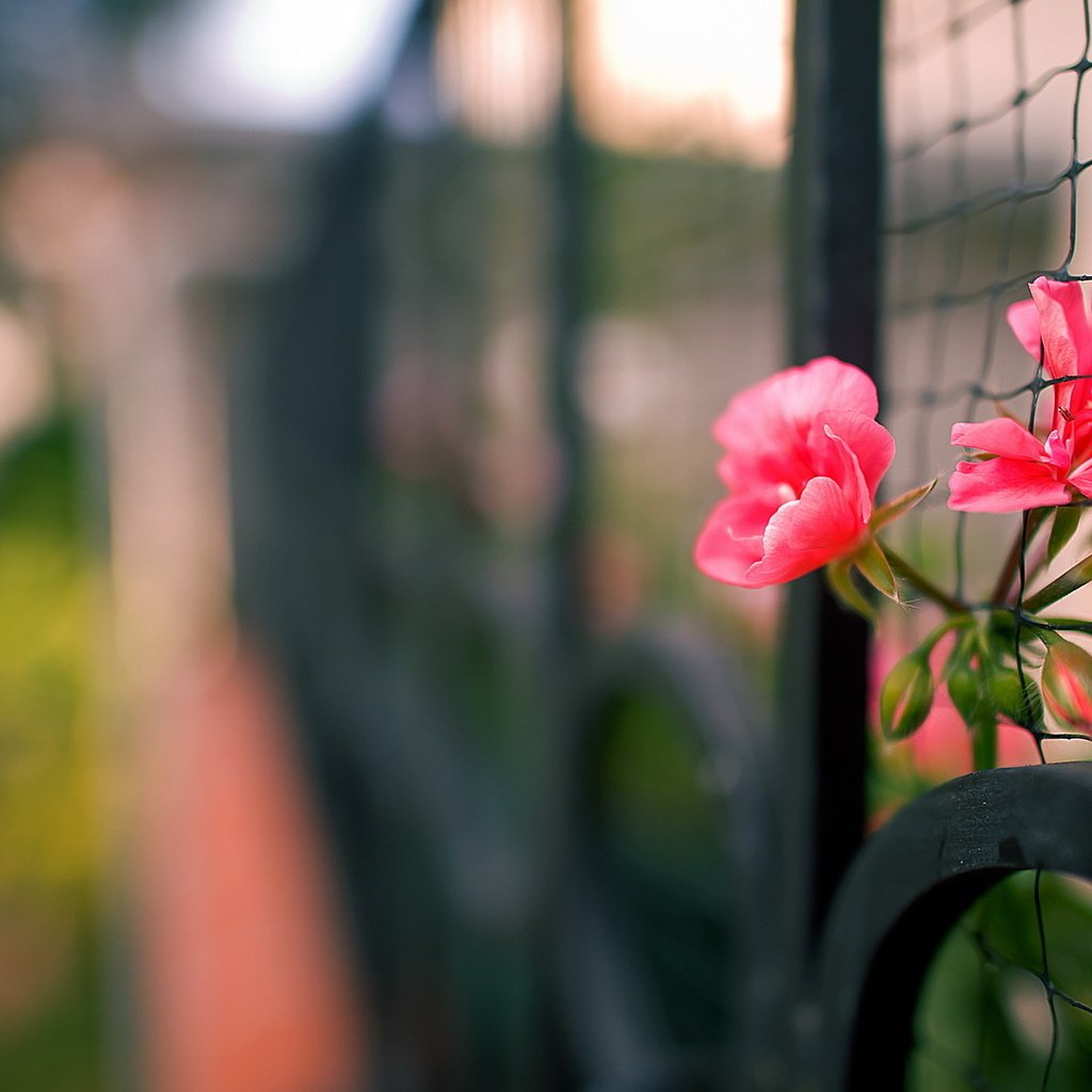 Обои цветы, макро, забор, сетка, flowers, macro, the fence, mesh разрешение 1920x1200 Загрузить