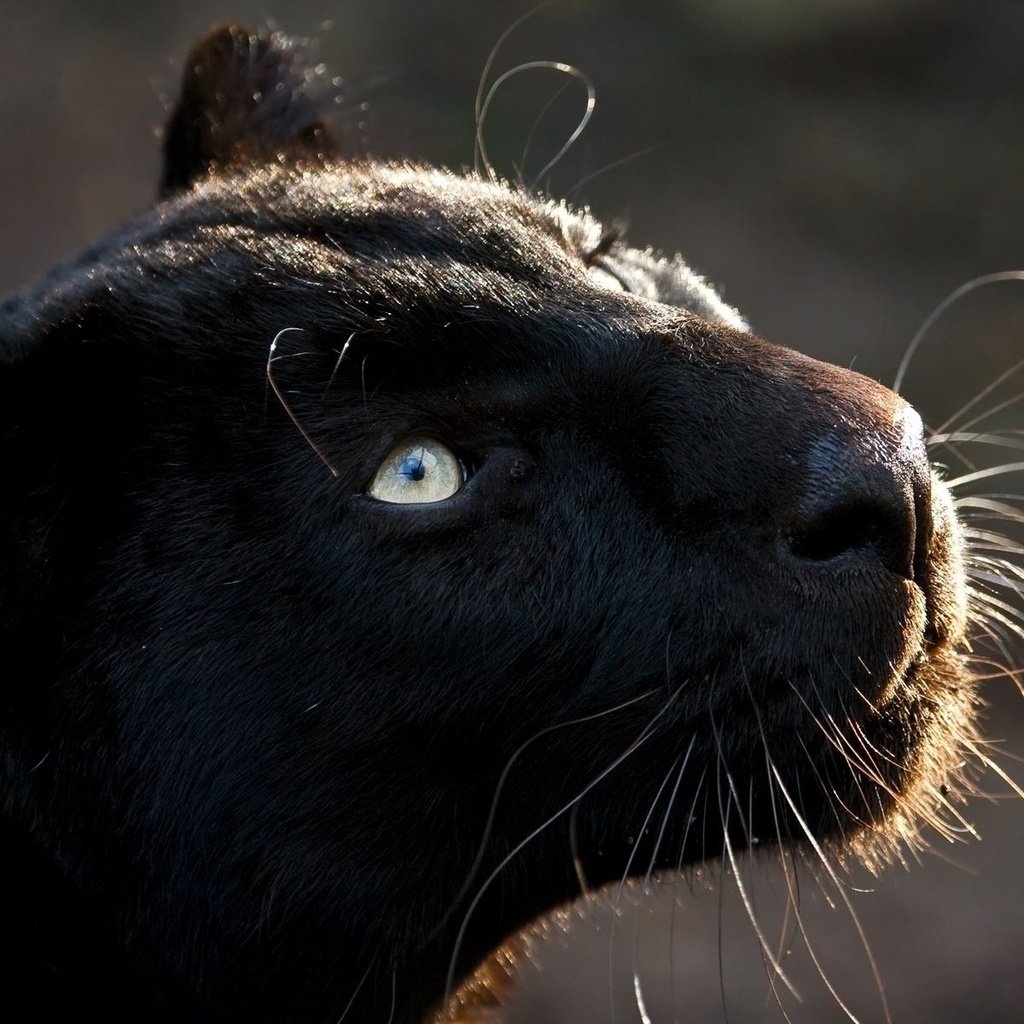Обои кошка, взгляд, хищник, большая кошка, пантера, черная, cat, look, predator, big cat, panther, black разрешение 1920x1200 Загрузить