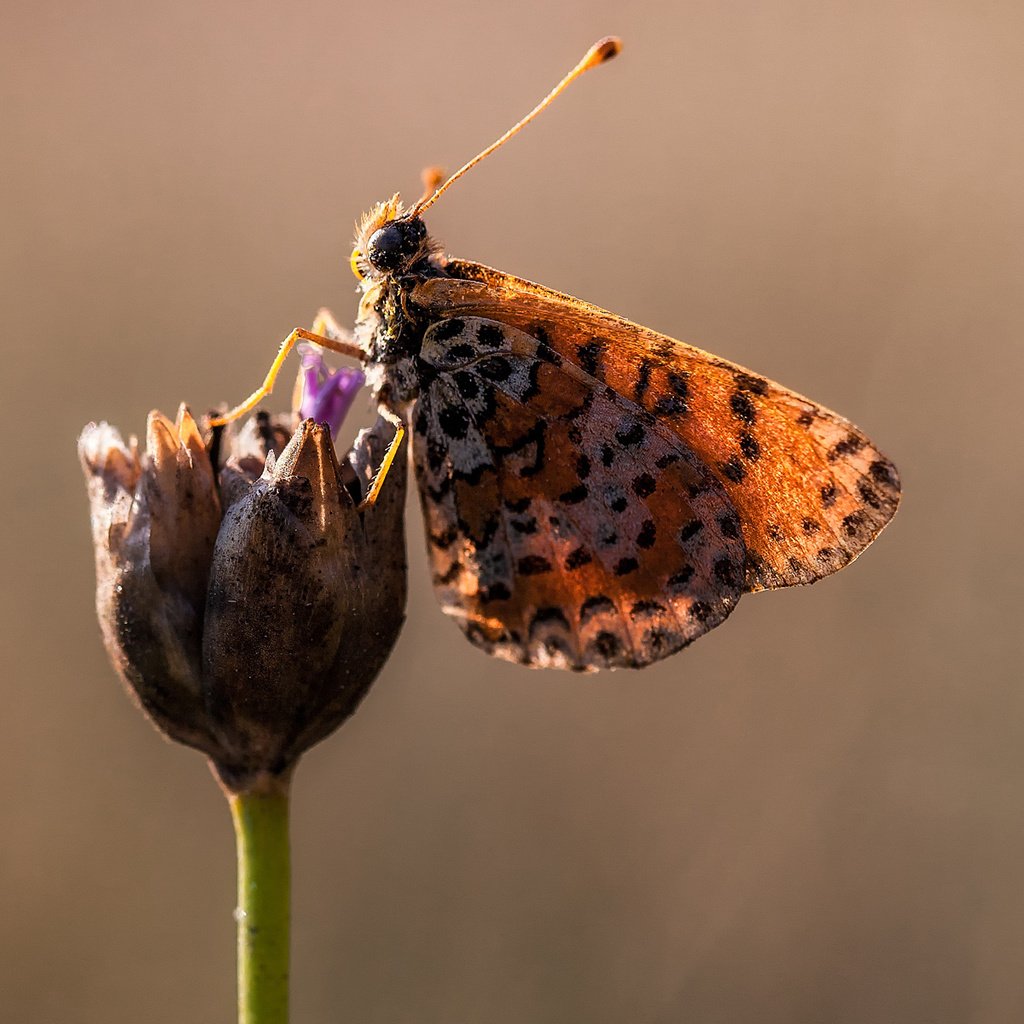 Обои макро, цветок, бабочка, крылья, насекомые, macro, flower, butterfly, wings, insects разрешение 1920x1200 Загрузить