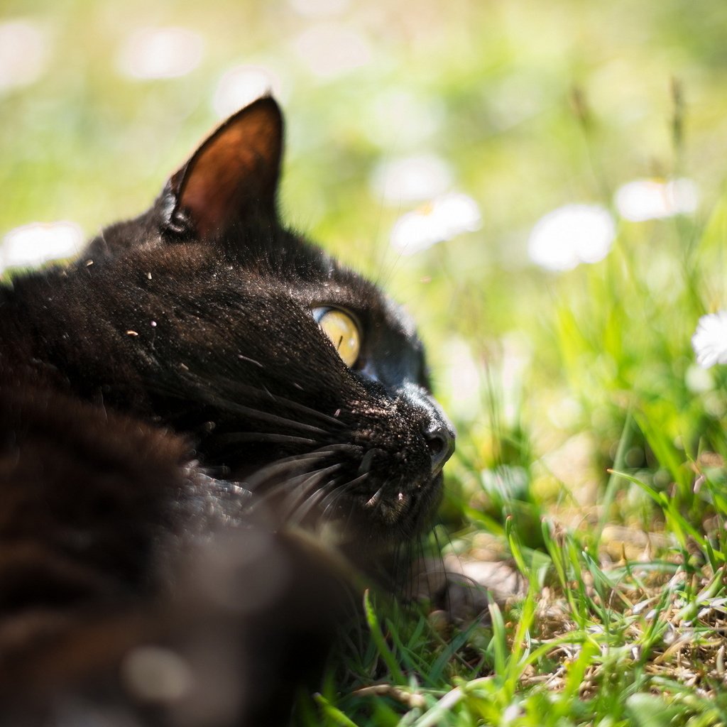 Обои трава, природа, кот, кошка, черный. цветы, grass, nature, cat, black. flowers разрешение 1920x1200 Загрузить