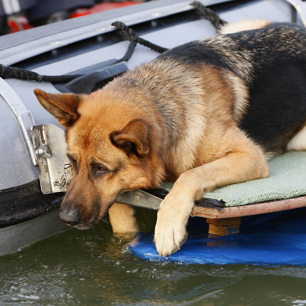 Обои собака, немецкая овчарка, рекс, "комиссар рекс", 17, dog, german shepherd, rex, "inspector rex" разрешение 3679x2378 Загрузить