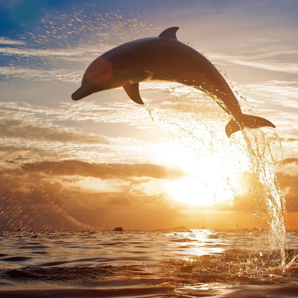 Обои закат, море, брызги, прыжок, дельфин, sunset, sea, squirt, jump, dolphin разрешение 2560x1612 Загрузить